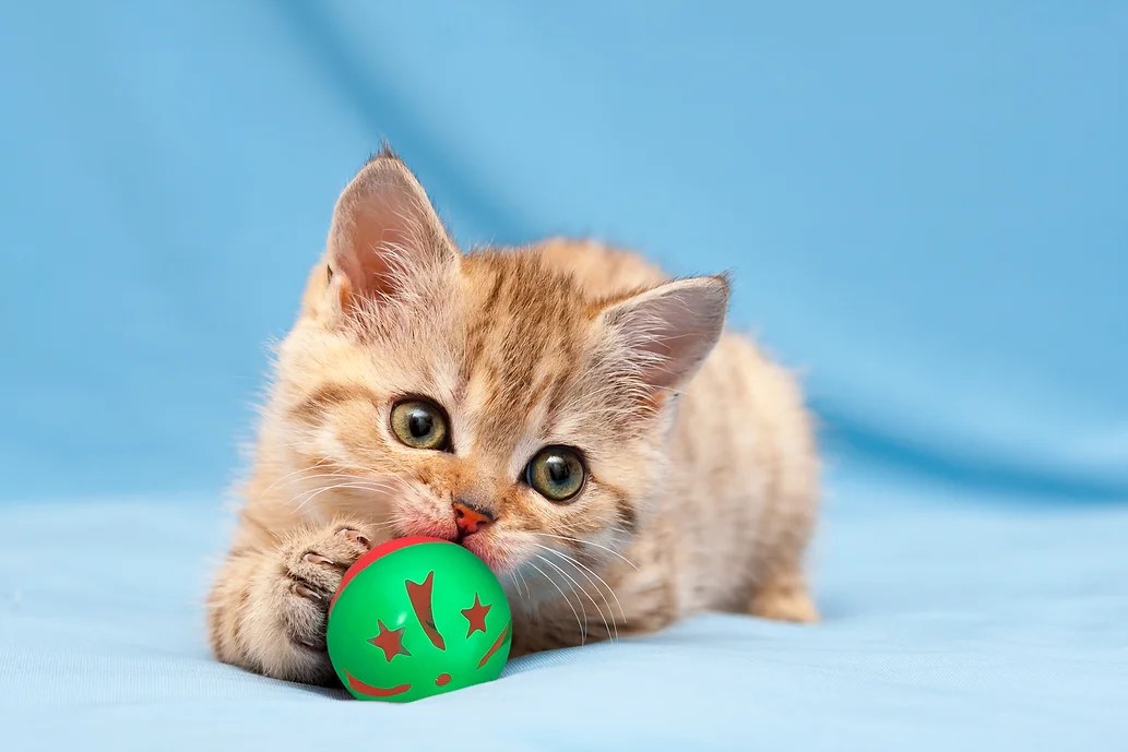 Juguetes para Gatos Petsport Multipack 18 piezas - Imagen 10